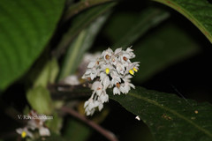 Neurocalyx calycinus